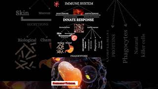 Phagocytosis Mechanism phagocytosis macrophages neutrophils immunesystem ig antigens antibody [upl. by Myrta]