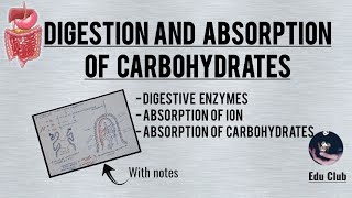 Digestion And Absorption Of Carbohydrates  Gastrointestinal Physiology [upl. by Nareht]