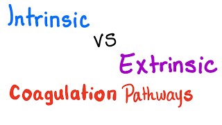 Intrinsic vs Extrinsic Coagulation pathways  Hemostasis  Bleeding and Coagulation [upl. by Auberbach]