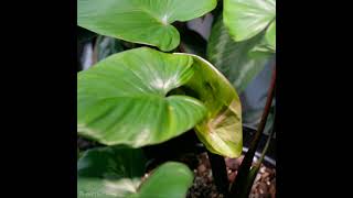 Variegated homalomena Rubescens Tricolor NEW PINK LEAVES UNFURLING [upl. by Alaet673]