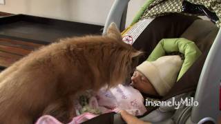 Chihuahua Meets Newborn Baby Sister [upl. by Keverian]