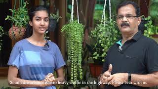 Dischidia in Garden ഡിഷിഡിയ  Tips Care and propagation Malayalam [upl. by Dyolf637]