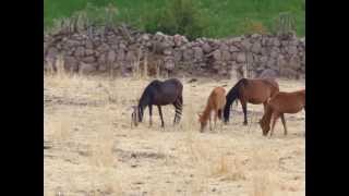 LOS CAUDALES DE CHUQUIBAMBA  EL GALLINAZO [upl. by Nirek]