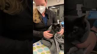 Giving oral liquid medication to cats [upl. by Almallah]