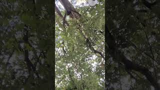 Look skyward and relax under the tree canopy relax trees asmr asmrnature natureasmr [upl. by Renelle579]