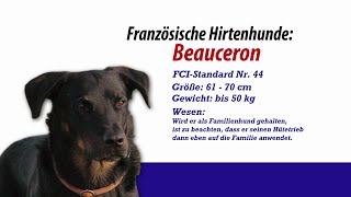 Meister PETz TV  Französische Hirtenhunde Beauceron [upl. by Corella534]