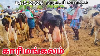 1452024 karimangalam cow market Dharmapuri district HF cow Jersey cow Biggest cow market price [upl. by Artamas]