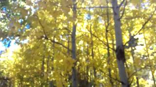 Quaking Aspen trees [upl. by Strephonn]