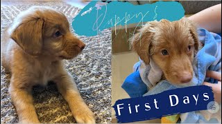 Nova Scotia Duck Tolling Retriever puppy  8 weeks [upl. by Gelb]