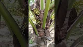 coconut nematodos agricultura [upl. by Gershon]