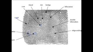 44 Fingerprint Characteristics [upl. by Nwahser]