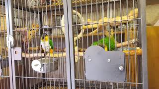 Black headed Caique Parrots daily clean [upl. by Ecnerual467]