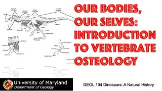 Lecture 9 Our Bodies Ourselves Introduction to Dinosaur Osteology [upl. by Donaldson]