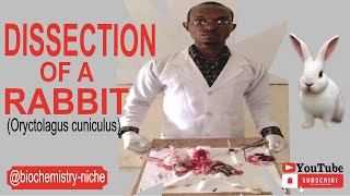 DISSECTION OF RABBIT Oryctolagus cuniculus [upl. by Zampardi]