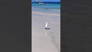 海鸥与白沙滩Seagull and Lancelin Beach [upl. by Dorsy]