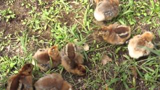 Bielefelder Chicks Playing Outside  3 Days Old [upl. by Lohcin]