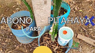 como abonar pitahayas 🔴🔴abono para pitahayas fertilizacion de pitahaya [upl. by Leeth432]