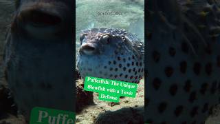 Pufferfish The Unique Blowfish with a Toxic Defense wildlife africananimal saigaantelope [upl. by Lenej]