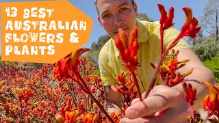 13 Best Australian Native Plants  Experience Travel [upl. by Amble986]