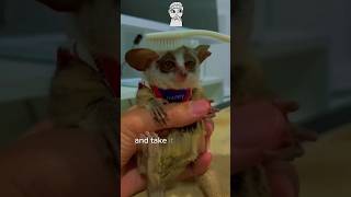 bushbaby short shortvideo rescue cuteanimals fypシ゚viral [upl. by Nagorb]