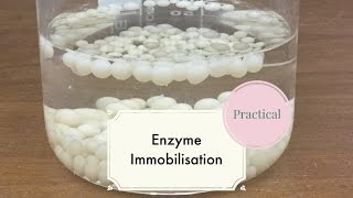 Enzyme ImmobilisationLeaving Cert Biology [upl. by Ingemar883]