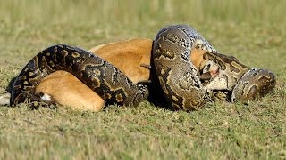 Lion vs Python HD  Must see [upl. by Corabelle]