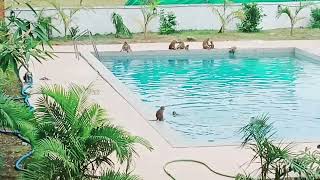 swimming pool ta kader manusher na badorer 😀😀😀highlihts viralvedio youtubeshorts [upl. by Eiramnaej]