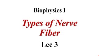 Types of Nerve fiber Lec3 Biophysics I [upl. by Adnik]