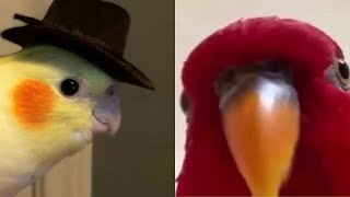 SMART AND FUNNY PARROTS TALKING 🦜  TRY NOT TO LAUGH  Funny Pets ❤️ [upl. by Issak781]