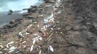 20mile Fish Kill 100000 dead fish in Arkansas River [upl. by Suoivatnod]