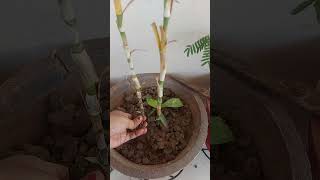 lucky bamboo plant care and propagation [upl. by Nevanod]