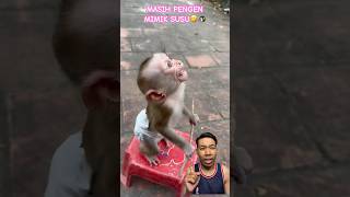 BABY MONKEY SO CUTE comedy dubbing funny feedshorts reaction satisfying [upl. by Read]