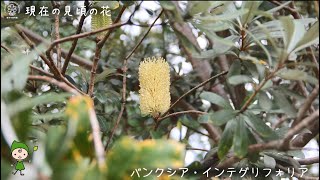 【福岡市植物園】20211023 現在の見頃の花 [upl. by Chapa]