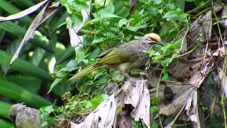 Strawheaded Bulbul 22Sep2014 [upl. by Twitt]