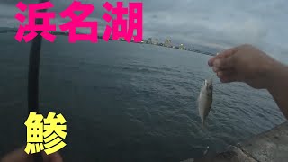 【浜名湖】 浜名湖でエサ無しサビキ＃3 [upl. by Ynney]