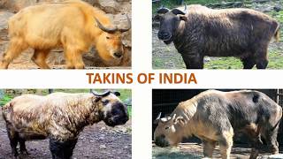 Takins of India 🇮🇳  Mammals  Indian Animals [upl. by Hedvah]