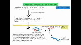 CORSO DI FISIOLOGIA UMANA  LEZIONE 22 DI 81  FISIOLOGIA APPARATO DIGERENTE  PARTE 4 [upl. by Cammie437]