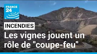 Incendies dans les Pyrénées  les vignes ont joué le rôle de quotcoupefeuquot • FRANCE 24 [upl. by Evangelin113]