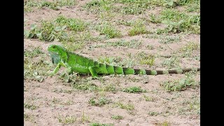 Lizards of Dubulay Ranch Guyana [upl. by Lenahs]