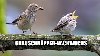 Fütterung bei den Grauschnäppern Total süße Szenen [upl. by Fulviah]