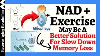 The Science Behind WHY Raise NAD Level May SLOW DOWN Memory Loss [upl. by Nadeau328]