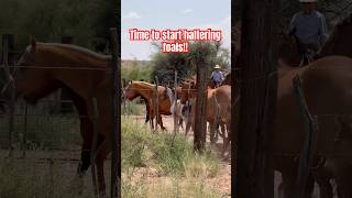 Haltering foals horseranch horse arizona painteddesertranch cowboys aqha [upl. by Inig]