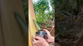 Solo girl Survival Water from banana tree survival outdoors [upl. by Yornoc360]