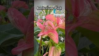 Popular Flamingo Flower  Worlds Longest Blooming Houseplants  Beautiful Pink Flamingo Flowers [upl. by Armilda]