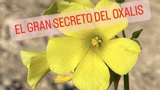 Los SECRETOS del oxalis AGRITO O VINAGRILLO La comida que no vemos  LA PLANTA QUE SABE A LIMÓN [upl. by Julita]