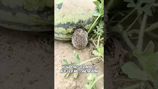 Dieser Mann fand einen Igel der versuchte ihm seine Melone zu stehlen und dann [upl. by Rabjohn851]