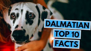 Dalmatian  TOP 10 Interesting Facts [upl. by Sibylle385]