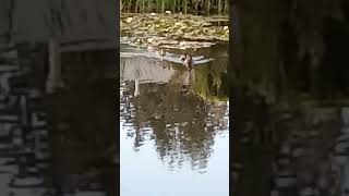 Mallards In A Pond Part 3 [upl. by Awad]