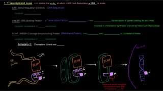 Regulation of Cholesterol Synthesis Part 3 of 4  Long Term Control [upl. by Ardien767]