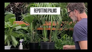 How to Repot a Kentia Palm [upl. by Chapman956]